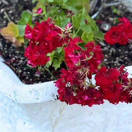 Georgia's Apartments, - Complex S Casa rural